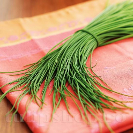 Seminte cepsoara Chives Fine Leaf 500buc.