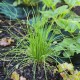 Seminte cepsoara Chives Fine Leaf 500buc.