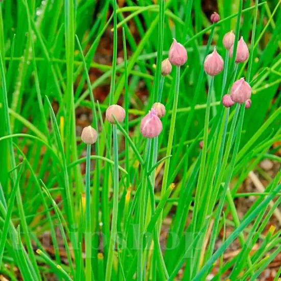 seminte ceapa chives fine leave3