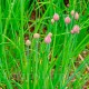 Seminte cepsoara Chives Fine Leaf 500buc.