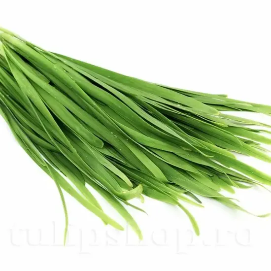 seminte ceapa garlic chives usturoi verde aromat
