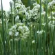 seminte ceapa garlic chives1