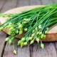 Seminte cepsoara Garlic Chives 500buc.