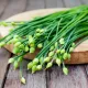 seminte ceapa garlic chives2