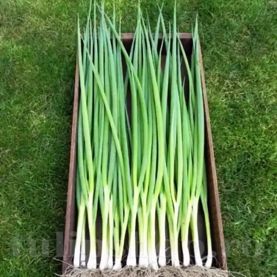 seminte ceapa ishikura cultivare gradina solar
