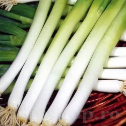 Seminte ceapa Ishikura 500buc.