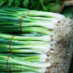 Seminte ceapa Kyoto Market 500buc.