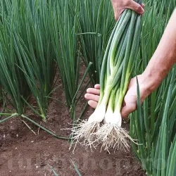 Seminte ceapa Kyoto Market 500buc.