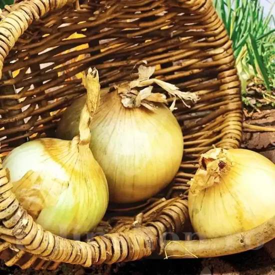 seminte ceapa senshyu yellow