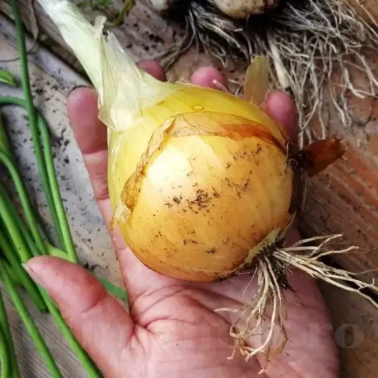seminte ceapa senshyu yellow cultivare gradina solar