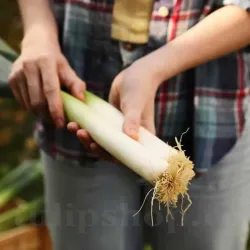 Pachet XXL Seminte praz Elefant 5.000buc.