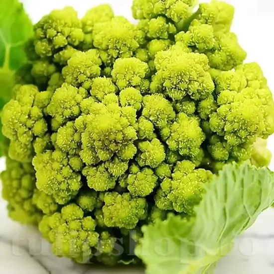 conopida%20verde%20di%20macerata1