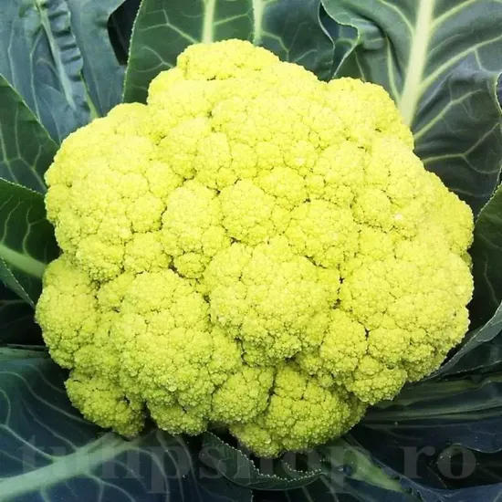 conopida%20verde%20di%20macerata2