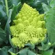 seminte conopida romanesco natalino1