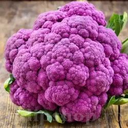 Pachet XXL Seminte conopida Violetto di Sicilia 4.000buc.