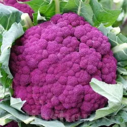 Pachet XXL Seminte conopida Violetto di Sicilia 4.000buc.