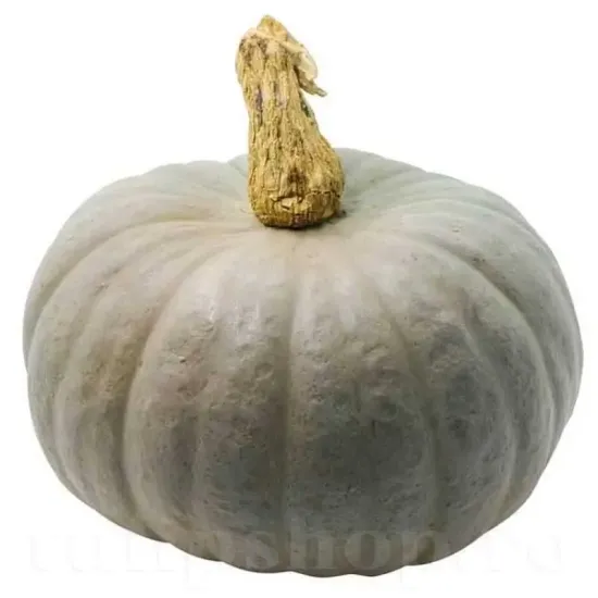 cucurbita maxima bleu de hongrie plantare cuiburi