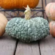 Seminte Dovleac Marina di Chioggia 30buc. cucurbita maxima marina di chioggia plantare cuiburi 110x110