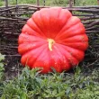cucurbita maxima rouge vif detampes plantare cuiburi 110x110
