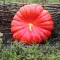 Seminte Dovleac Rouge Vif d'Etampes 30buc.