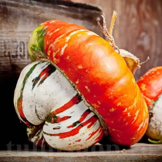 cucurbita maxima turkish turban plantare cuiburi
