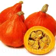 Seminte Dovleac Uchiki Kuri 30buc. cucurbita maxima uchiki kuri plantare cuiburi 110x110