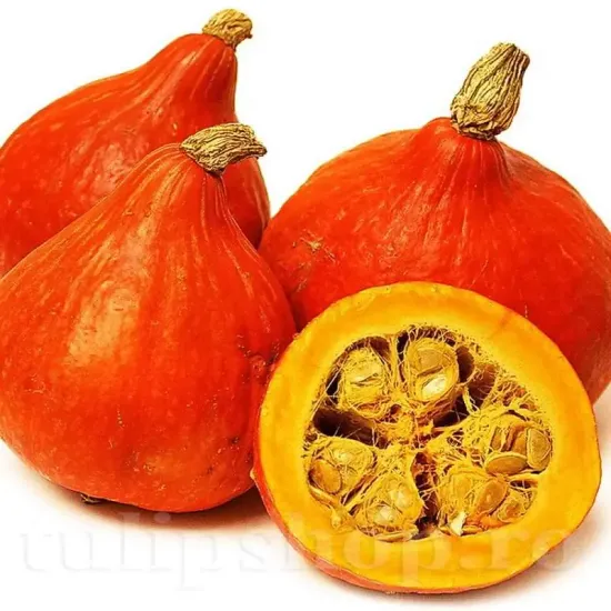 Seminte Dovleac Uchiki Kuri 30buc. cucurbita maxima uchiki kuri plantare cuiburi