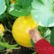 Seminte Dovleac Yellow Giant 30buc.