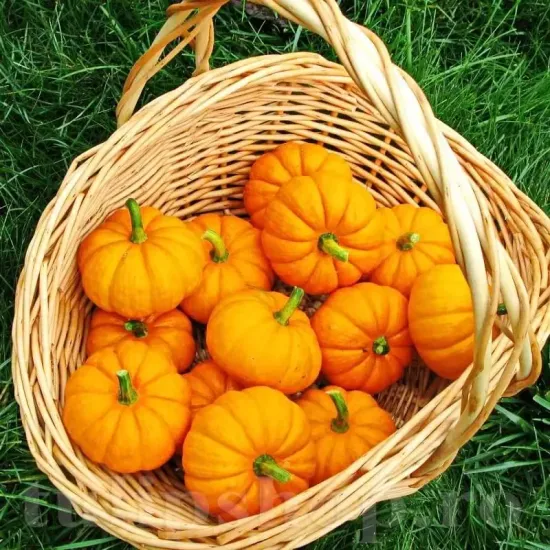 cucurbita pepo jack be little plantare cuiburi