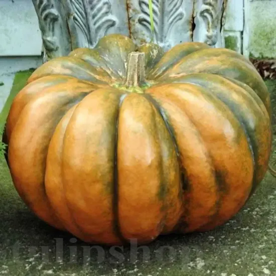 pachet seminte dovleac muscade de provence tulip shop