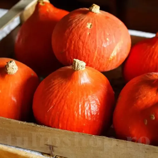 Seminte Dovleac Uchiki Kuri 30buc. pachet seminte dovleac uchiki kuri tulip shop