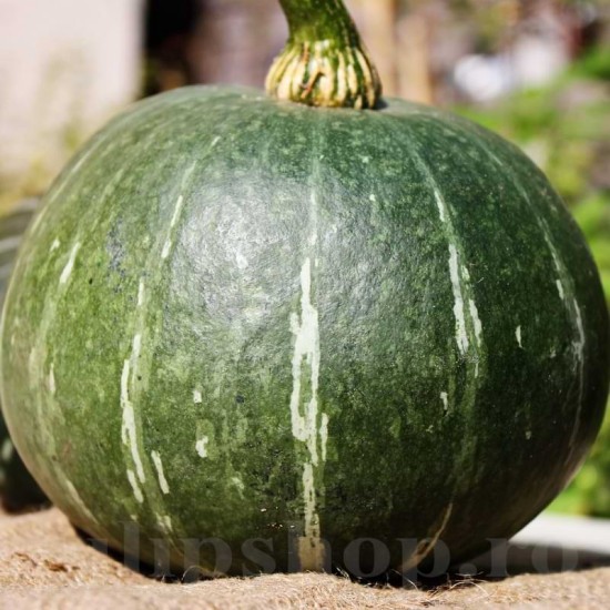 Seminte dovleac Ambar 30buc.