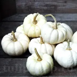 Pachet XXL Seminte Dovleac Baby Boo 300buc.