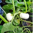 seminte dovleac baby boo cultivare gradina camp 110x110h