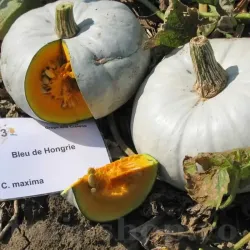 Pachet XXL Seminte Dovleac Bleu de Hongrie 200buc.