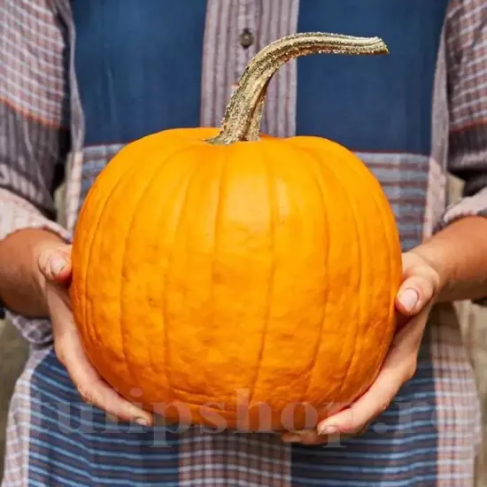 seminte dovleac connecticut field2