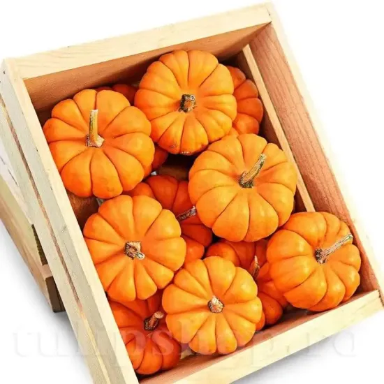 seminte dovleac jack be little