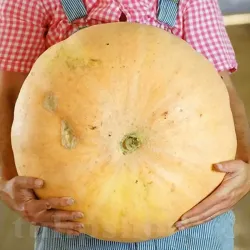 Pachet XXL Seminte Dovleac Jaune Gros de Paris 300buc.