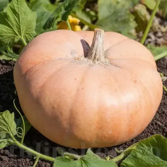 Pachet XXL Seminte Dovleac Jaune Gros de Paris 300buc. seminte dovleac jaune gros de paris1