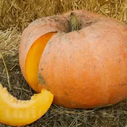 Pachet XXL Seminte Dovleac Jaune Gros de Paris 300buc.