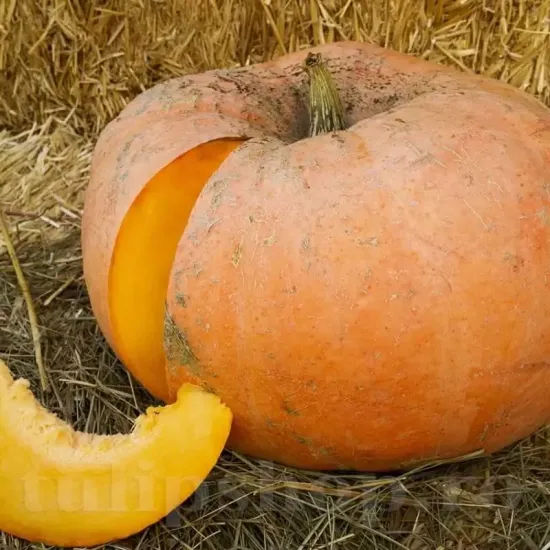 Pachet XXL Seminte Dovleac Jaune Gros de Paris 300buc. seminte dovleac jaune gros de paris3