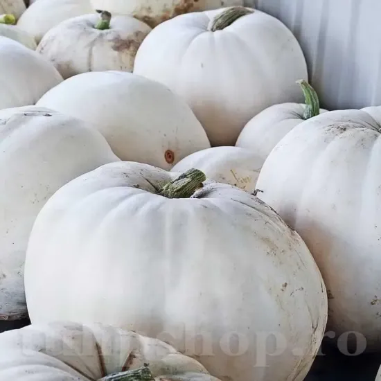 seminte dovleac lumina