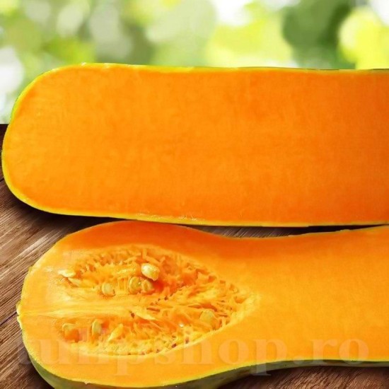 Pachet XXL seminte Dovleac Lunga Piena di Napoli 300buc.