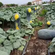 seminte dovleac lunga piena di napoli cultivare gradina camp 110x110