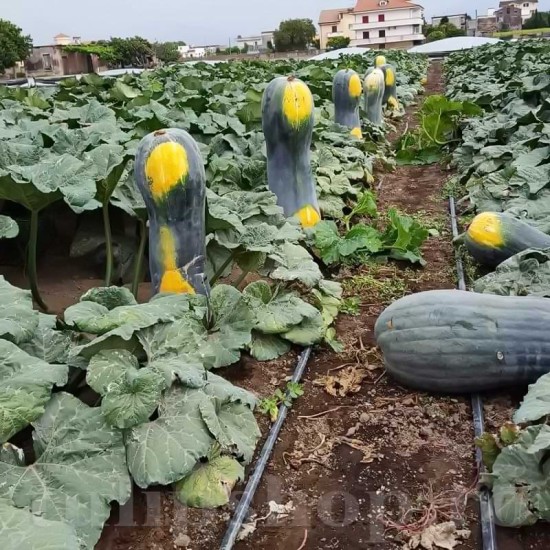 Pachet XXL seminte Dovleac Lunga Piena di Napoli 300buc.