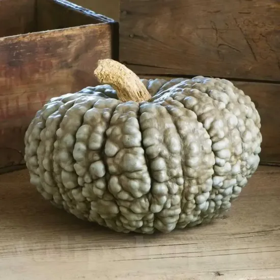 seminte dovleac marina di chioggia