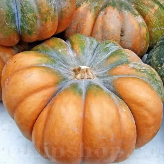 seminte dovleac muscade de provence