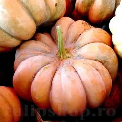 Pachet XXL seminte Dovleac Muscade de Provence 300buc.