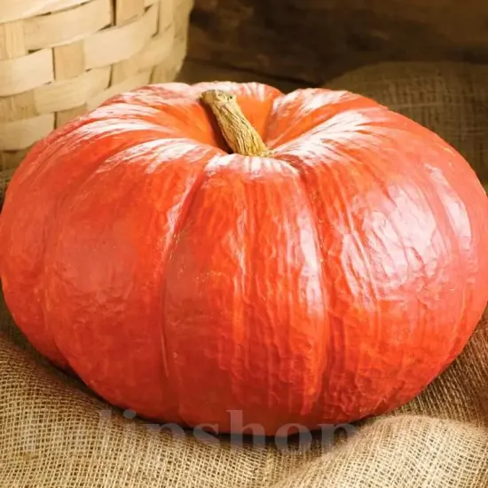 seminte dovleac rouge vif detampes