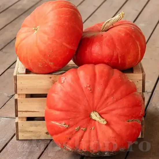 seminte dovleac rouge vif detampes3